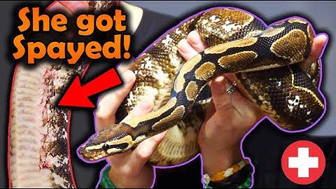 Rescuing a Ball Python with Rotting Eggs Inside Her?!