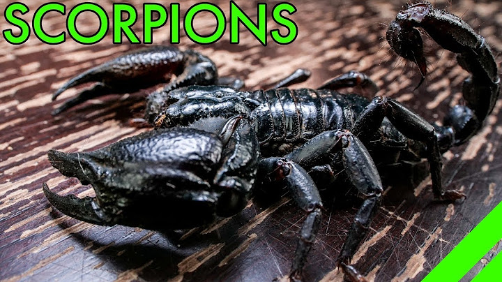 How To Keep the Asian Forest Scorpion Heterometrus Species Care