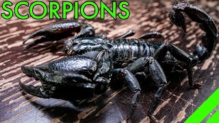 How To Keep the Asian Forest Scorpion Heterometrus Species Care screenshot 3