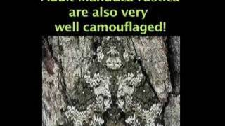 Bugs of the Month: Manduca rustica, The Rustic Sphinx Moth