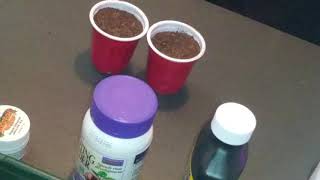 Cloning Cannabis "ICICLE" with | HOBBY420 | Easy Method | No Yellowing Leaves!
