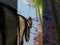 Swallowtail Butterfly - filmed with the #Nikon Z9 + Nikkor 800 PF #shorts #insects