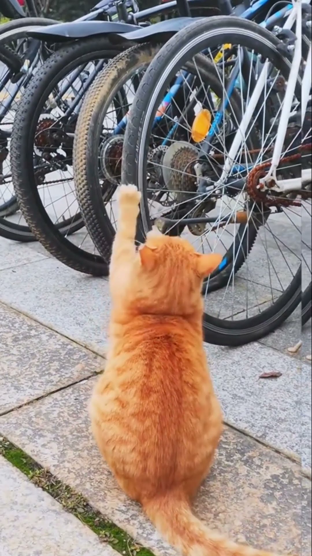 The most beautiful videos for this month, February. How funny is this cat?