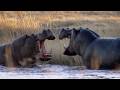 Eight Unmissable Hippo Moments | BBC Earth