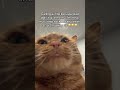 SAVE ME #orangecat #orangecats