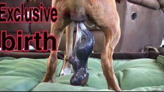 how to give birth to a dog puppies / how to give birth to a dog at home by Pet lovers 17 views 3 years ago 1 minute, 55 seconds