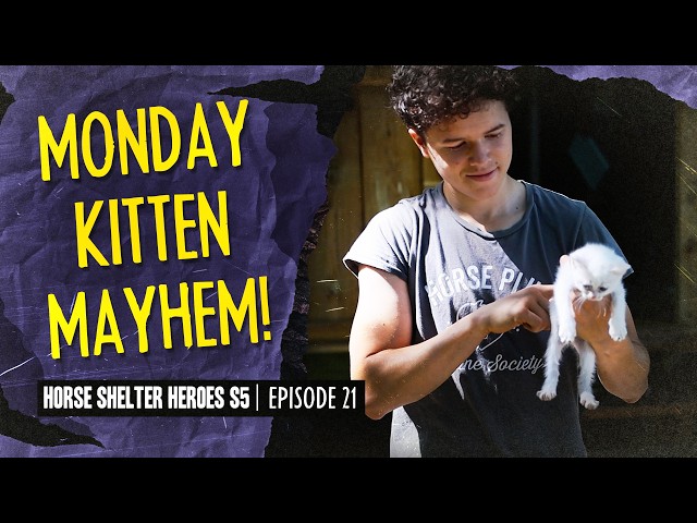 Horse Shelter Heroes S5E21 - Monday Kitten Trouble! class=