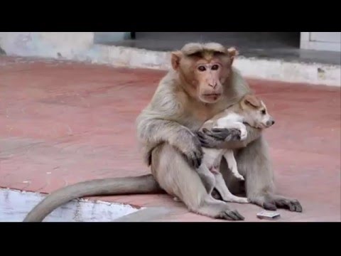 Chuyện lạ 4 phương: Khỉ mẹ chăm sóc chó con như con đẻ của mình
