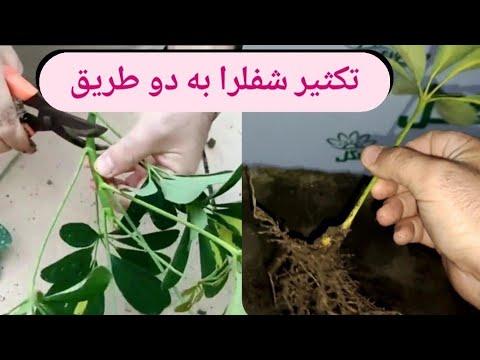 تصویری: تکثیر کولئوس: نحوه کاشت بذر کولئوس یا نحوه ریشه زنی قلمه کولئوس