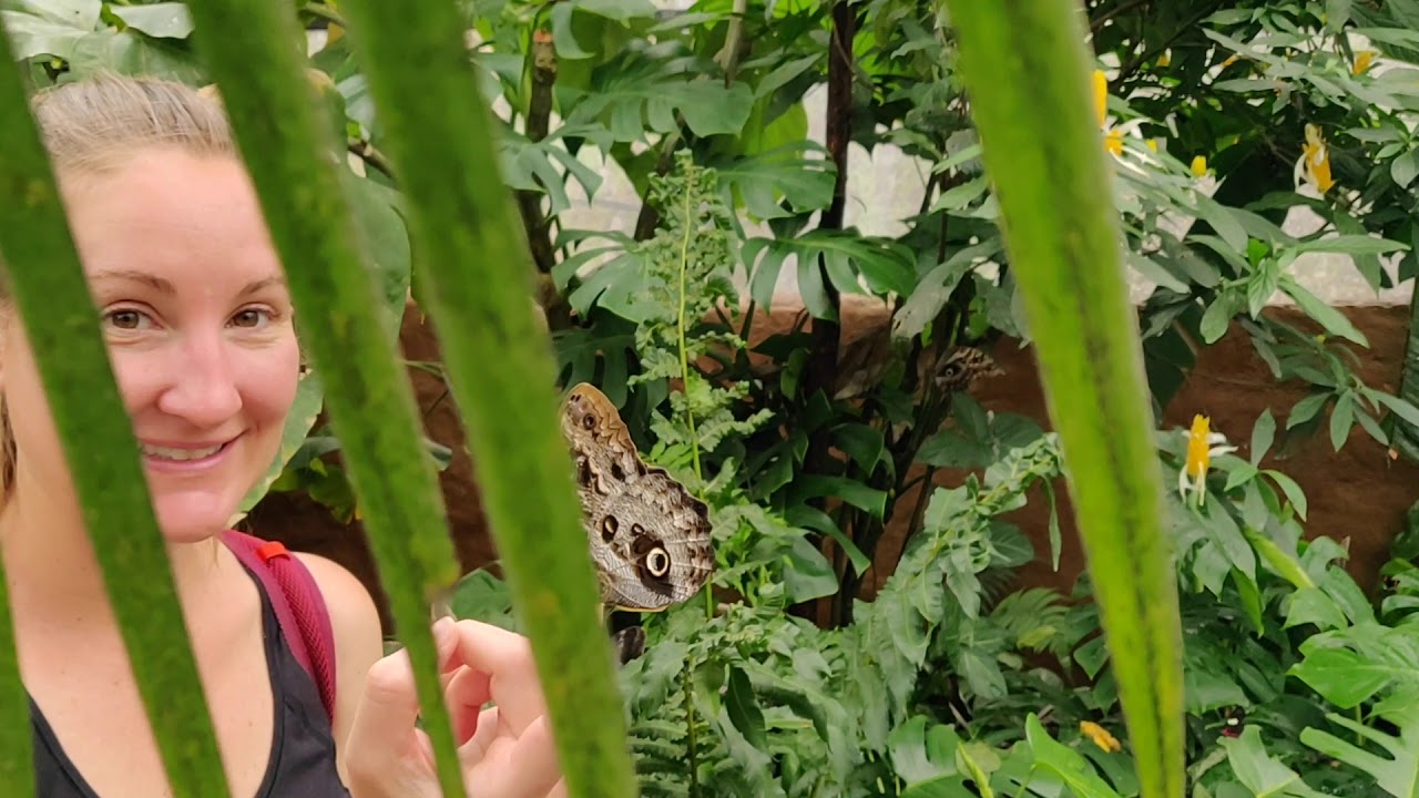 Mindo Butterfly Garden: 1000s of Butterflies in the Cloud Forest! - YouTube