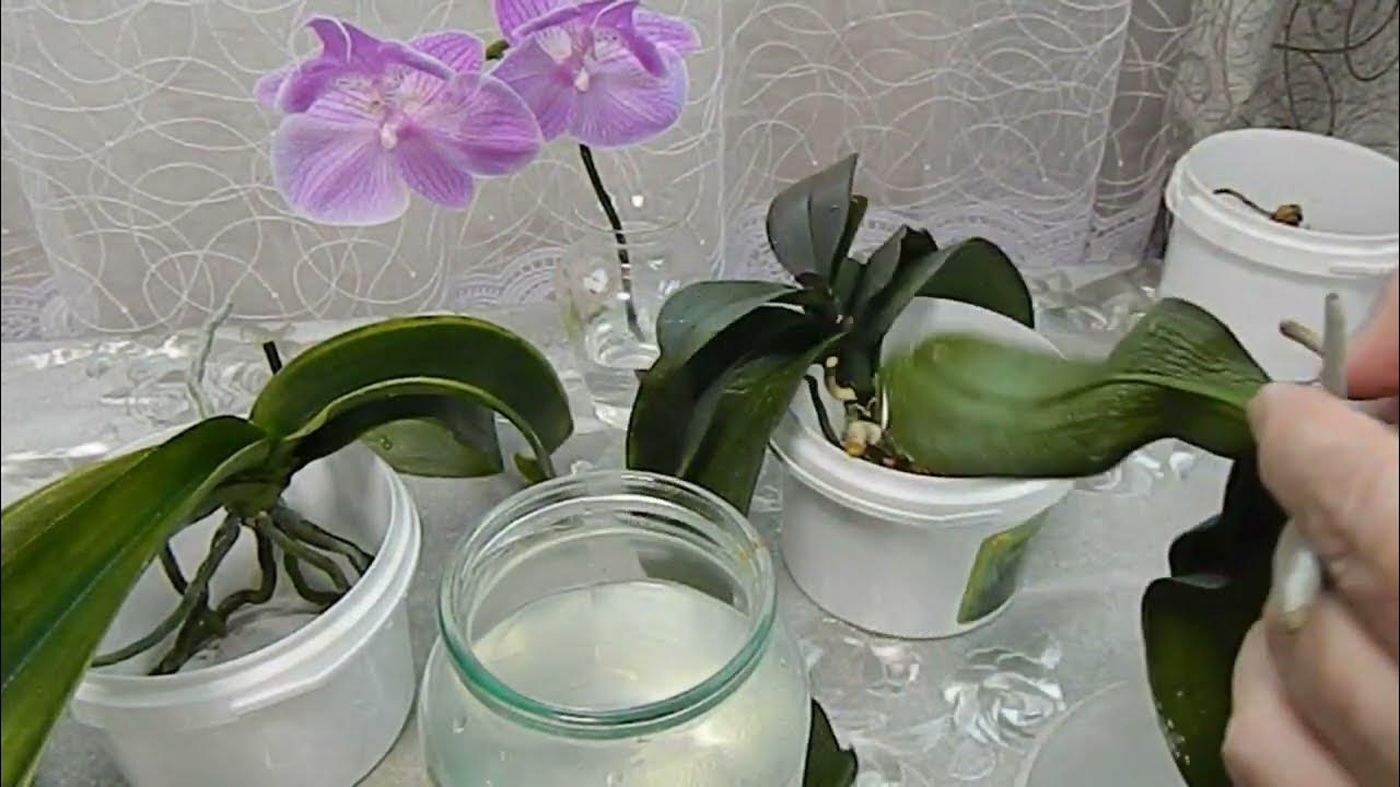 ОРХИДЕИ Как реанимировать орхидею часть2 Реанимация орхидей в домашних ...