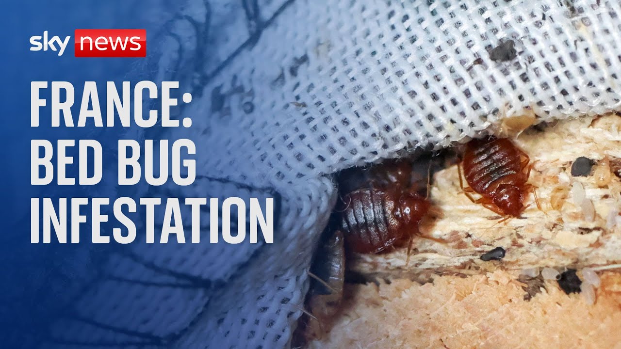 France Bed bugs spotted in cinemas and on trains YouTube
