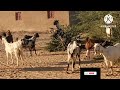 النسخة المحسنة قفزات الغنم المرحة في الصحراء الخلابة صباح ا مشاهد لا تفو ت