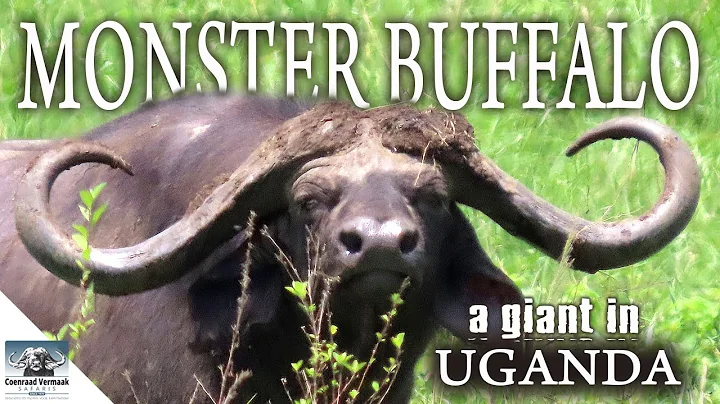 MONSTER 50+" Nile Buffalo in UGANDA