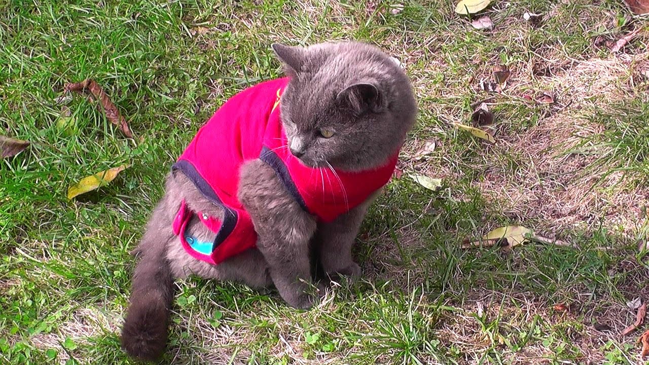 Happy, my brave cat survived tumor surgery - YouTube