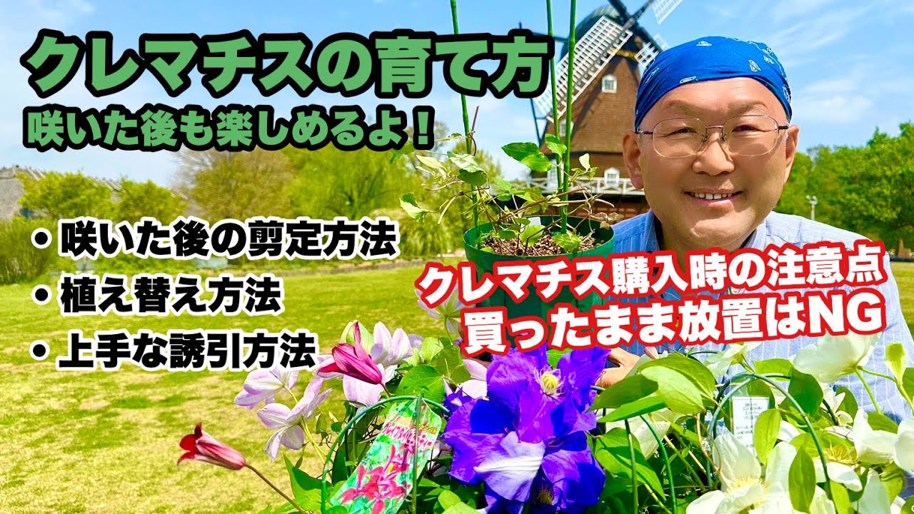 ご案内用 ぽぽ様 クレマチスの苗 ご案内用 ぽぽ様 クレマチスの苗