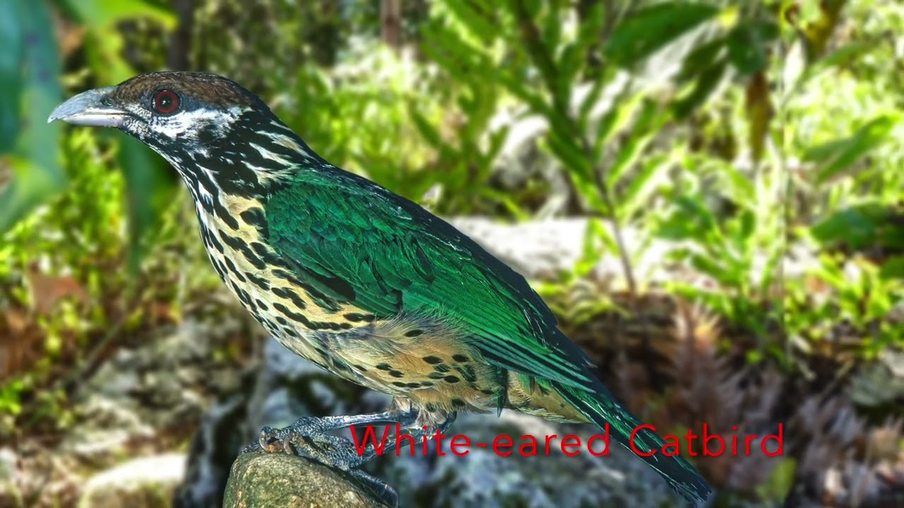 Birds of Papua New Guinea Karawari - YouTube