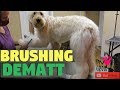 How to Brush and untangle your Goldendoodle