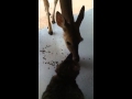 Cat Kisses &amp; Rubs Noses With Deer