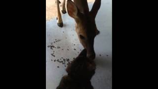 Cat Kisses &amp; Rubs Noses With Deer