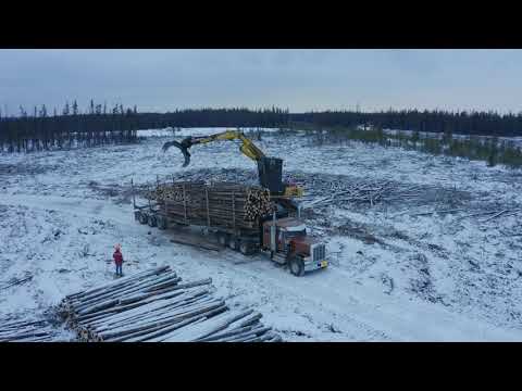 LOGGING IN ALBERTA