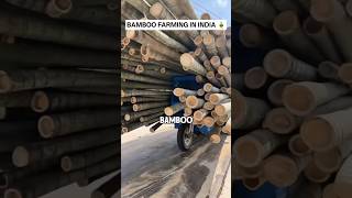 Bamboo Farming In India #shorts #bamboo #farming #bamboo1 #bambooshoot #foryou
