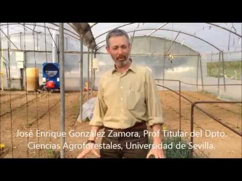 Video: Control de plagas de pepino melón - Tratamiento de insectos que se alimentan de pepino melón