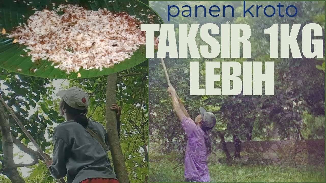 Kroto Super Banyak❗ Panen Kroto Seharian Sampai Tumpah-Tumpah❗