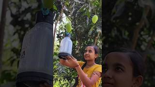 Tree plant In home #shortvideo