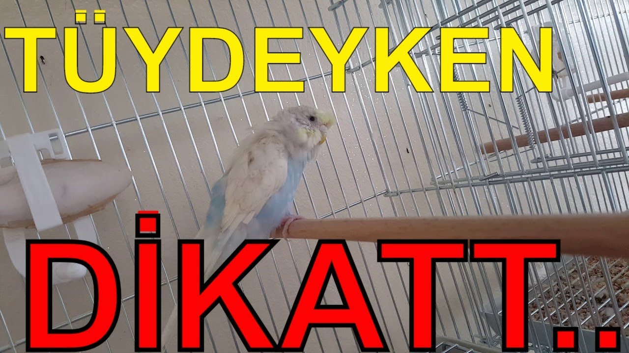 MUHABBET KUŞU TÜYE GİRİNCE YAPILMASI GEREKENLER..BİLGİ