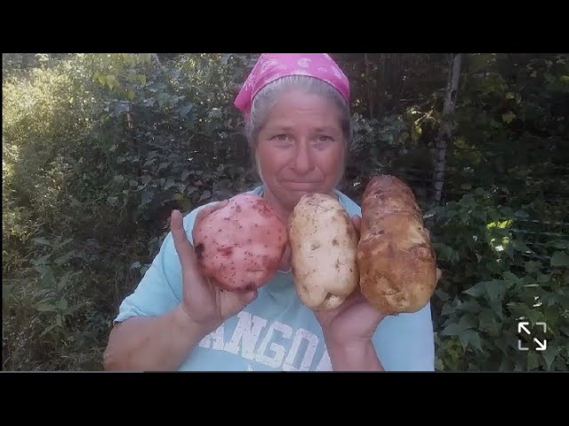Potato Fall Harvest / Growing Potatoes in Sawdust #homesteading #food #garden (part 1) cover