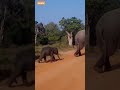 wilde elephants#youtubeshorts #elephant #srilanka
