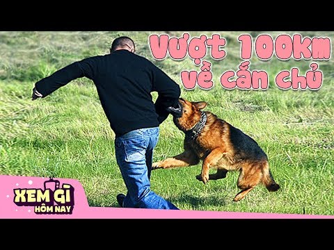 Video Chú Chó Vượt 100KM Quay Về C.Ắ.N CHỦ MỘT MIẾNG VÌ LÝ... - youtube