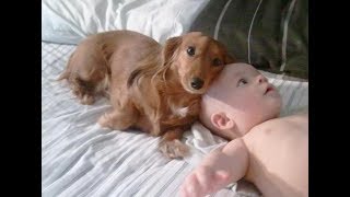 Dachshund Dogs loves baby Awesome 2017