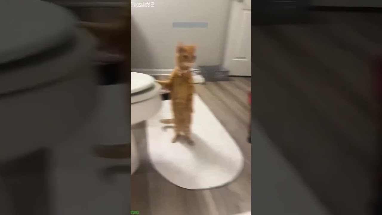 Cute Animals 😾 funny cats compilation 😅 # 