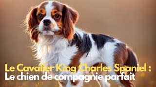 La race de chien la plus douce et affectueuse : Le Cavalier King Charles Spaniel
