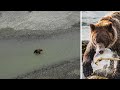 Drone Footage of Grizzly Bear Feeding Her Cubs Salmon: & THANK YOU for 100K Subscribers!