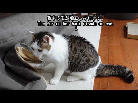 にゃほまるです！ mugumogu - YouTube