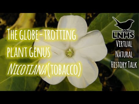 Videó: Nicotiana Sylvestris és Nicotiana Tomentosiformis Referencia Genomjai és Transzkriptói