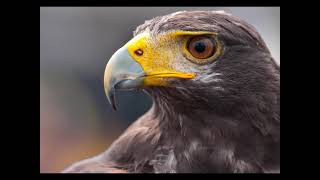 Video thumbnail of "Águila florida - Música de Rezo Cuatro Vientos Purépecha - Canción Medicina Xamanismo / Canto Asteca"