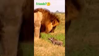 El Rey de las Bestias se emocionó por este pequeño jabalí y lo protege de otro león ♥️⁉️🤯 #animals