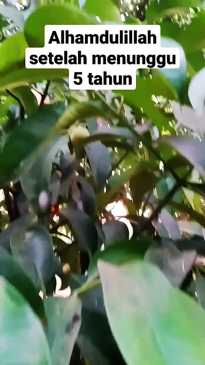 hasil tanam pohon manggis setelah 5 tahun#buahmanggis #manggis #kebunbuah