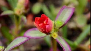 Футаж -  Распускающийся красный цветок. Без звука