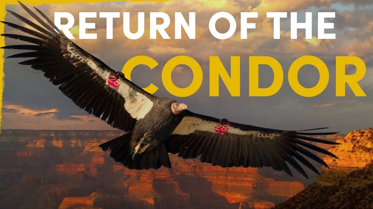 How the Condor Is Reclaiming Its Place in American Wilderness
