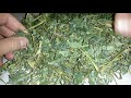 Трава чистотела, купить.