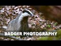 SPOTTED A BADGER IN DAYLIGHT! || Badger photography