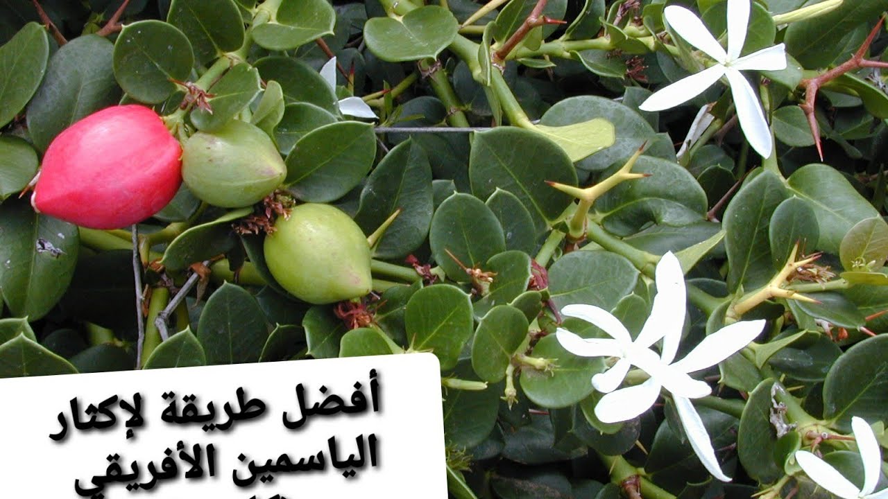 أفضل طريقة للحصول على نبات الكاريزيا ( ياسمين افريقي ) #كاريزيا #ياسمين #Carissa