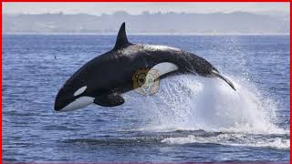 jessica radcliffe orca video | orca trainer jessica radcliffe |orca killed trainer|jessica radcliffe