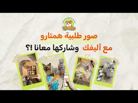 قط ك يستحق الأفضل في متجر همتارو نوفر لك كل ما تحتاجه القطط من طعام ألعاب رمل بجودة عالية