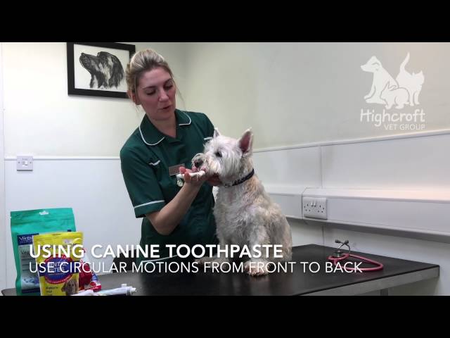 How to clean your pet's teeth